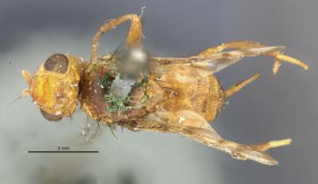 Media type: image;   Entomology 10245 Aspect: habitus dorsal view